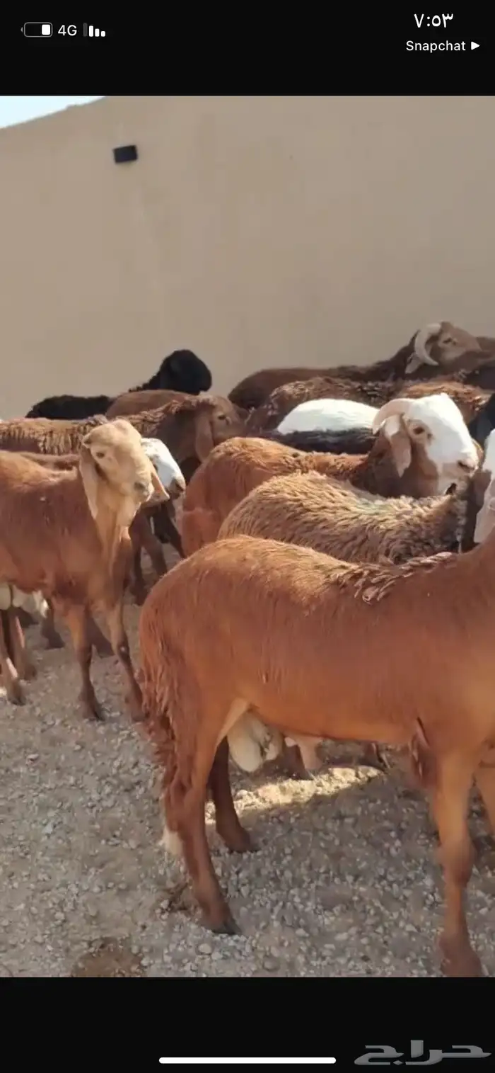 للبيع سواكن العدد 50كلش جذع 1