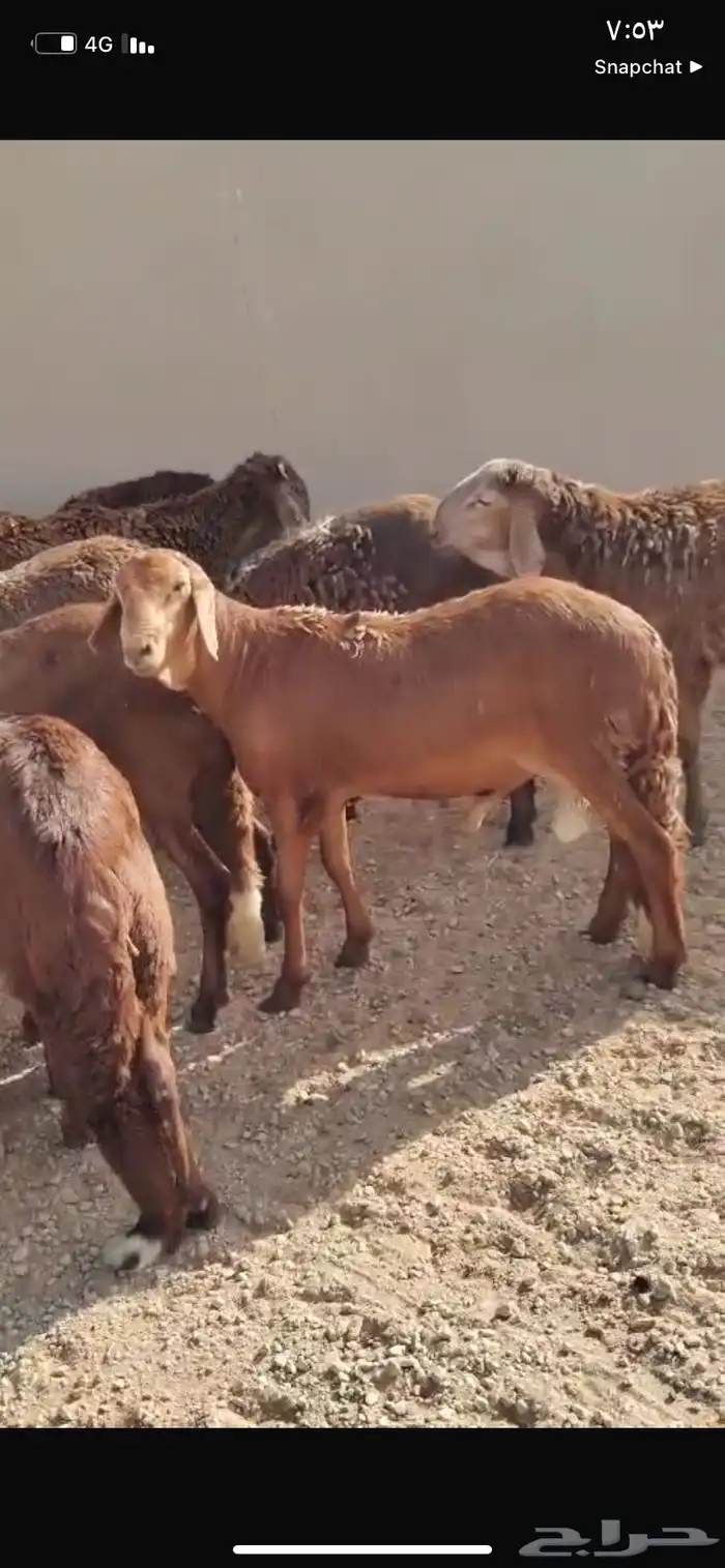 للبيع سواكن العدد 50كلش جذع 7