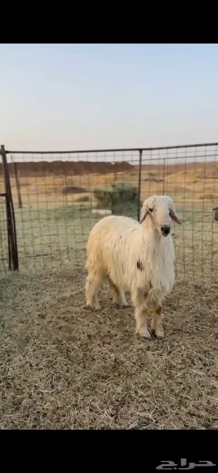 خروف نجدي كفووو 0