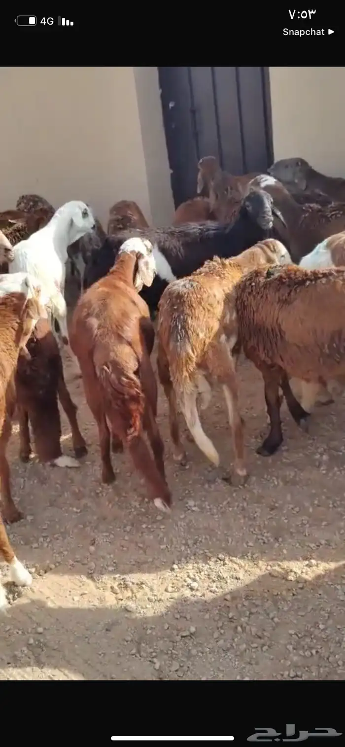 للبيع سواكن العدد 50كلش جذع 6