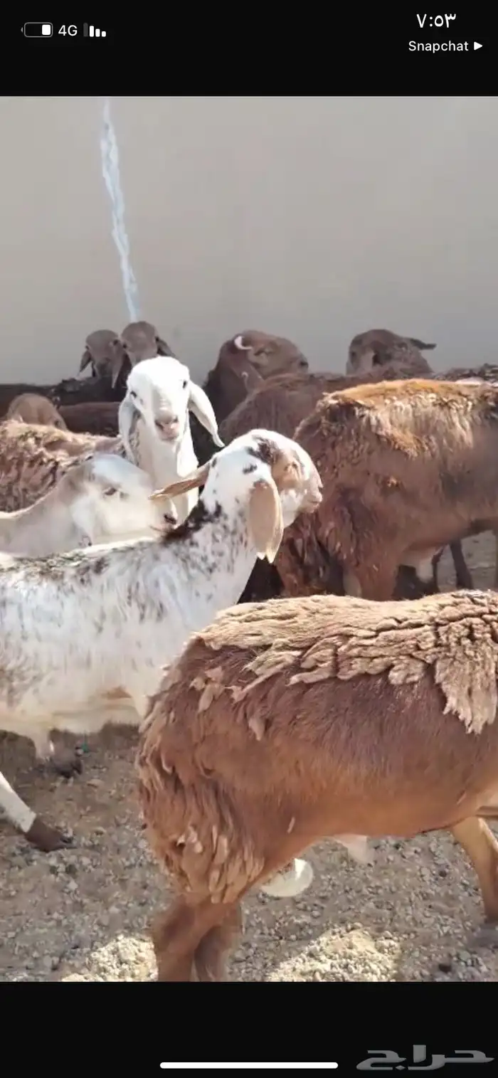 للبيع سواكن العدد 50كلش جذع 2