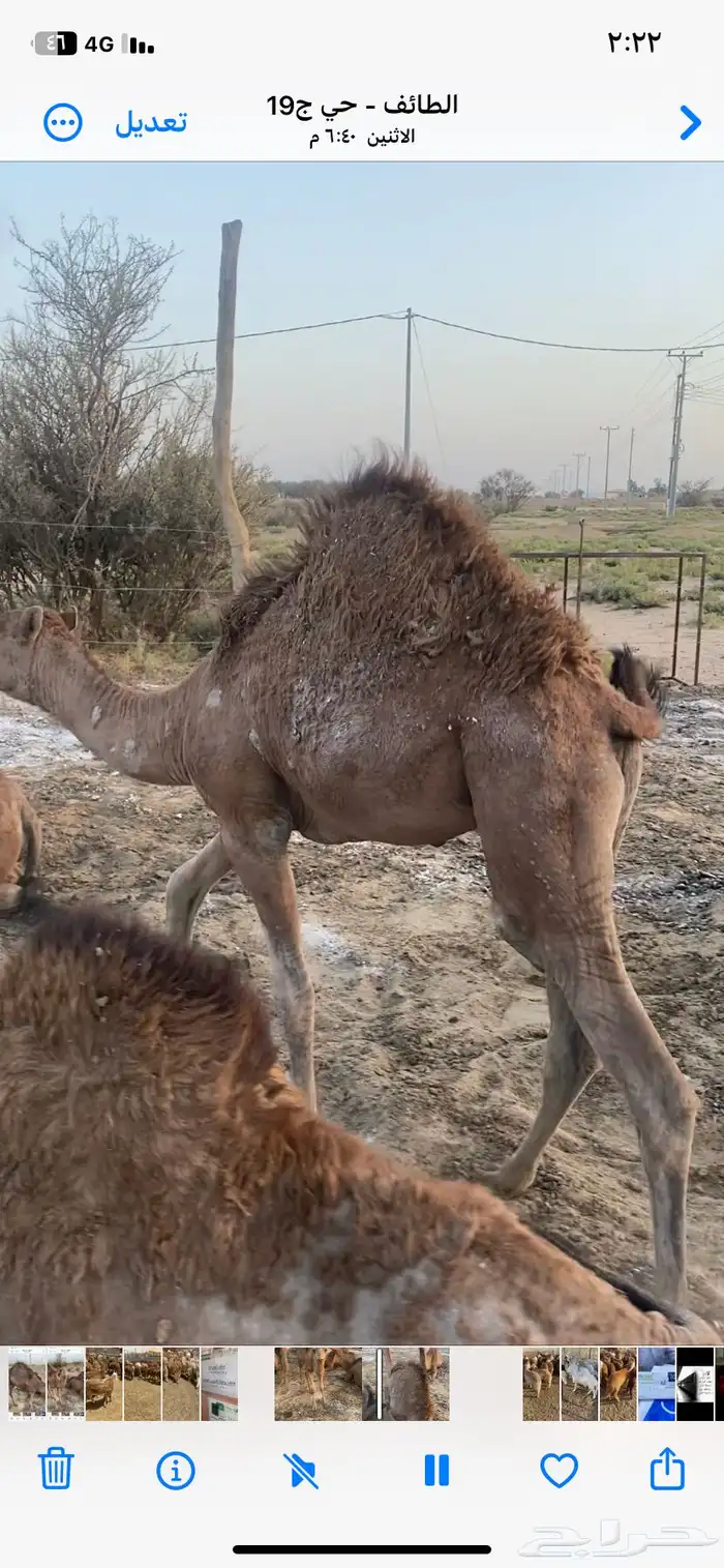 قعود وبكره 0