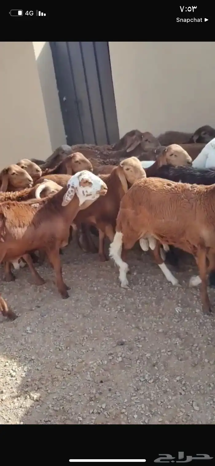 للبيع سواكن العدد 50كلش جذع 4