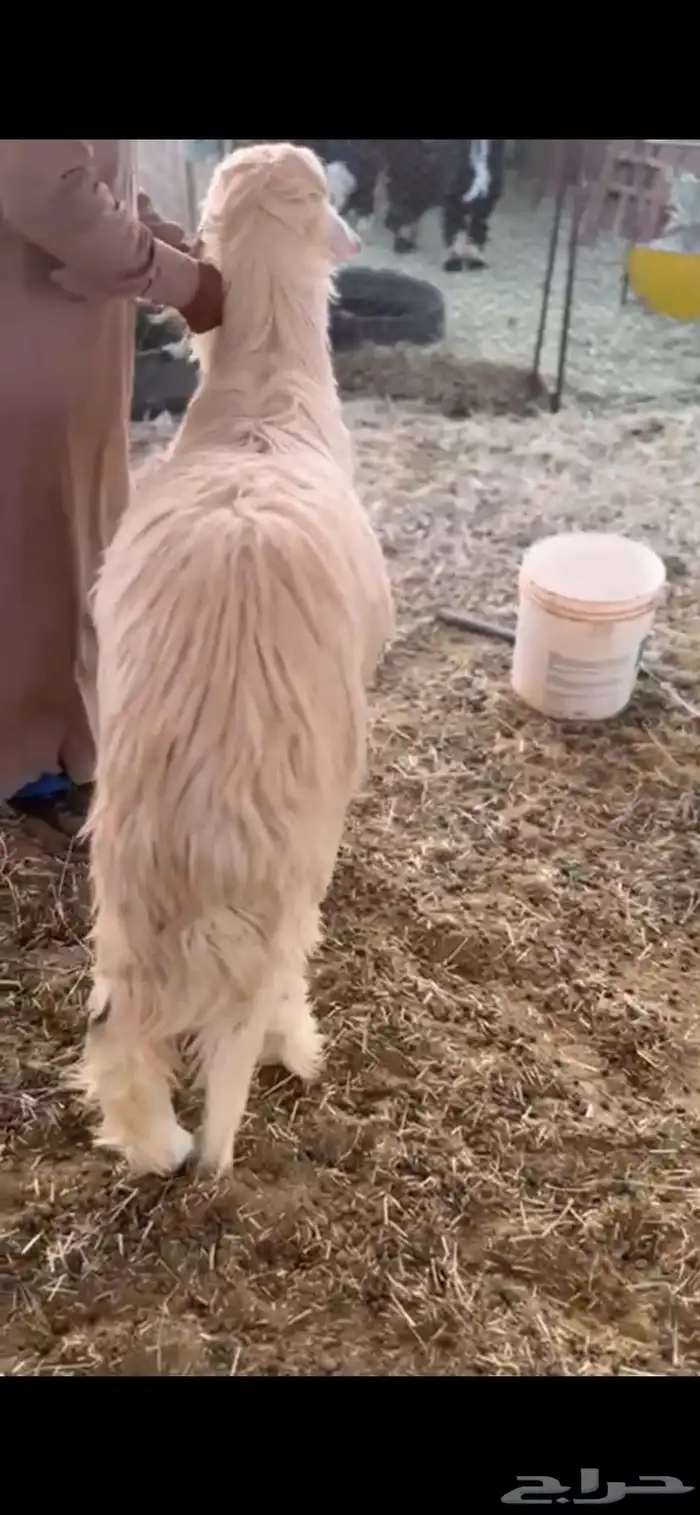 خروف نجدي كفووو 1