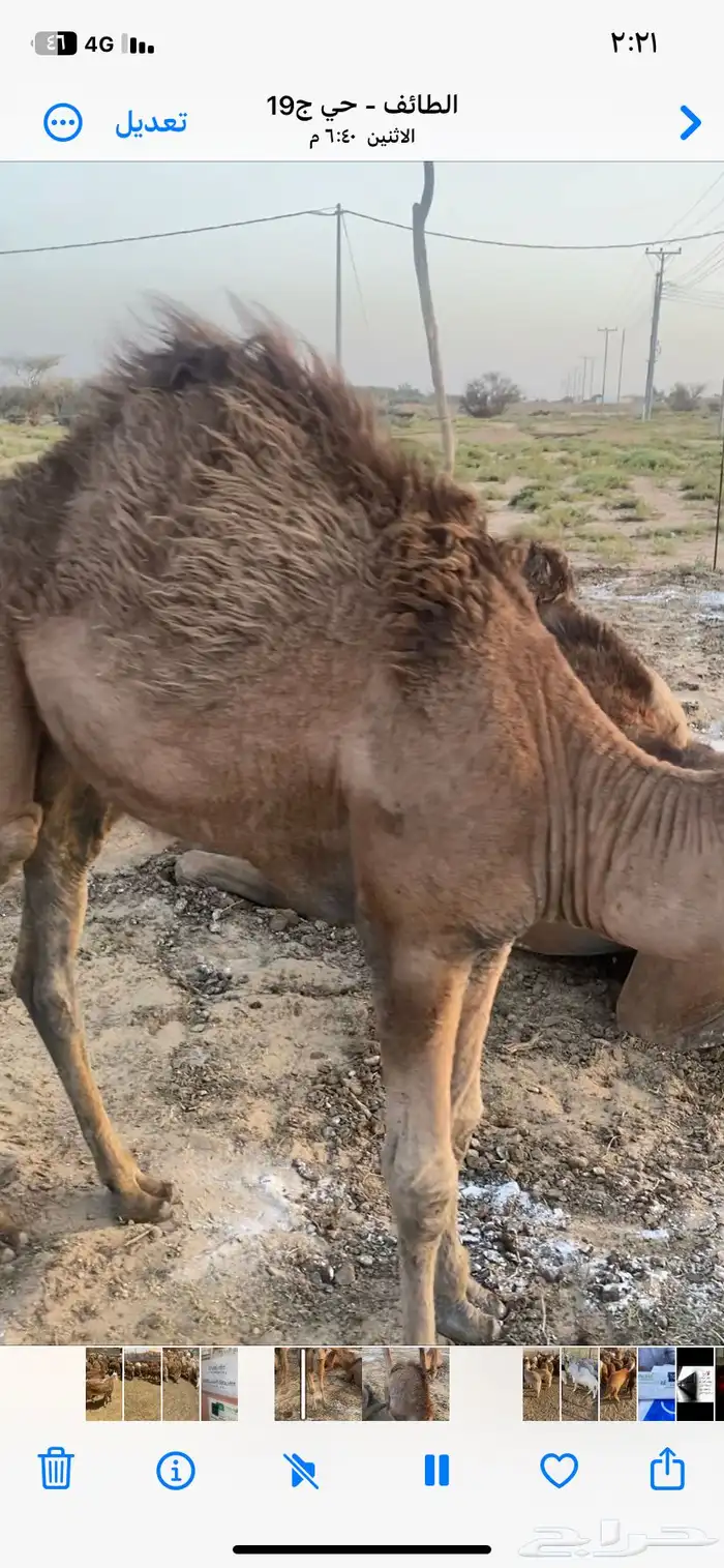 قعود وبكره 1
