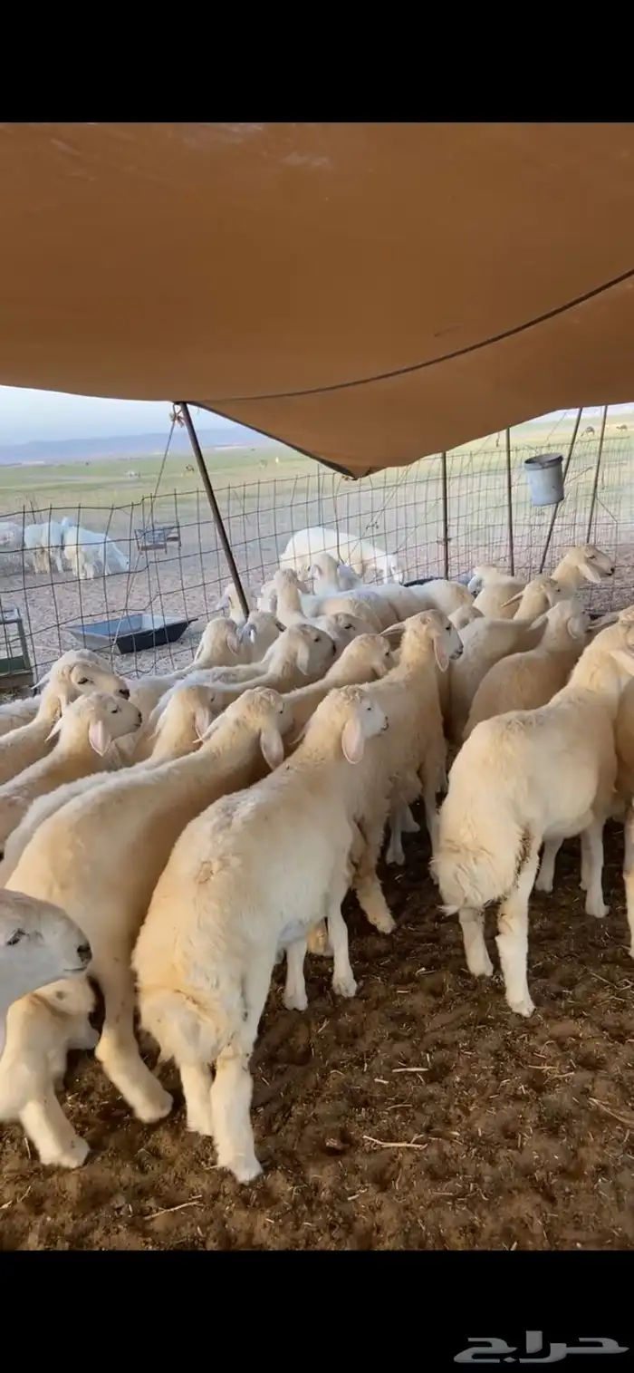 طليان ورخال ضحايا انتاج مراح واحد 3
