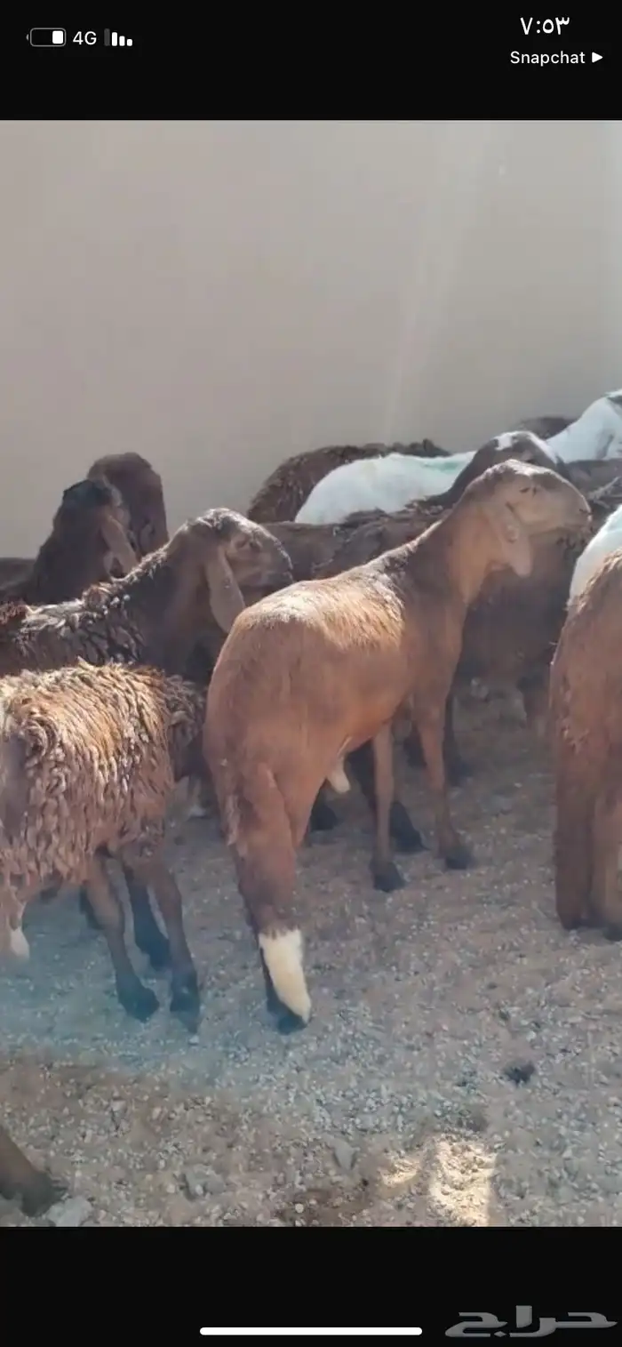 للبيع سواكن العدد 50كلش جذع 3