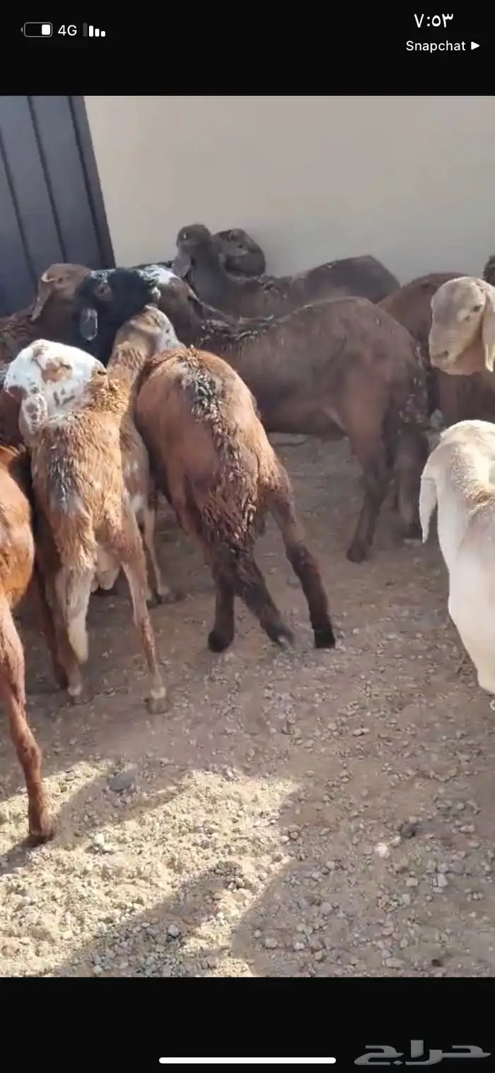 للبيع سواكن العدد 50كلش جذع 5