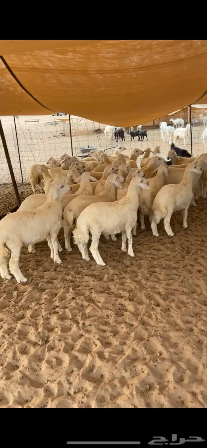 طليان ورخال ضحايا انتاج مراح واحد 1