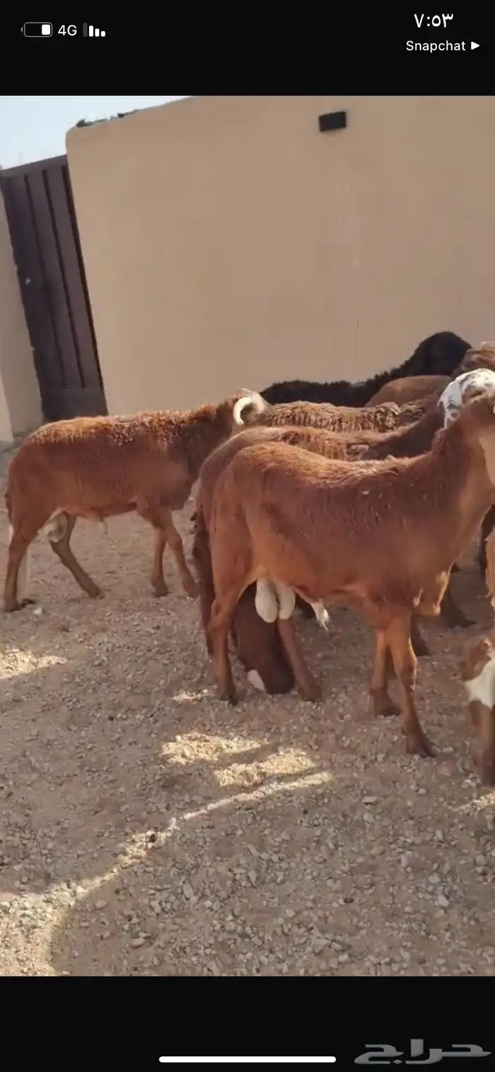 للبيع سواكن العدد 50كلش جذع 0