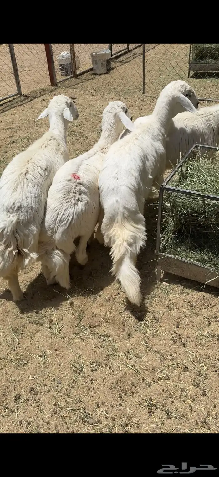 4 خرفان كفو اعياد شي نظيف ومشروط(تم البيع ) 3