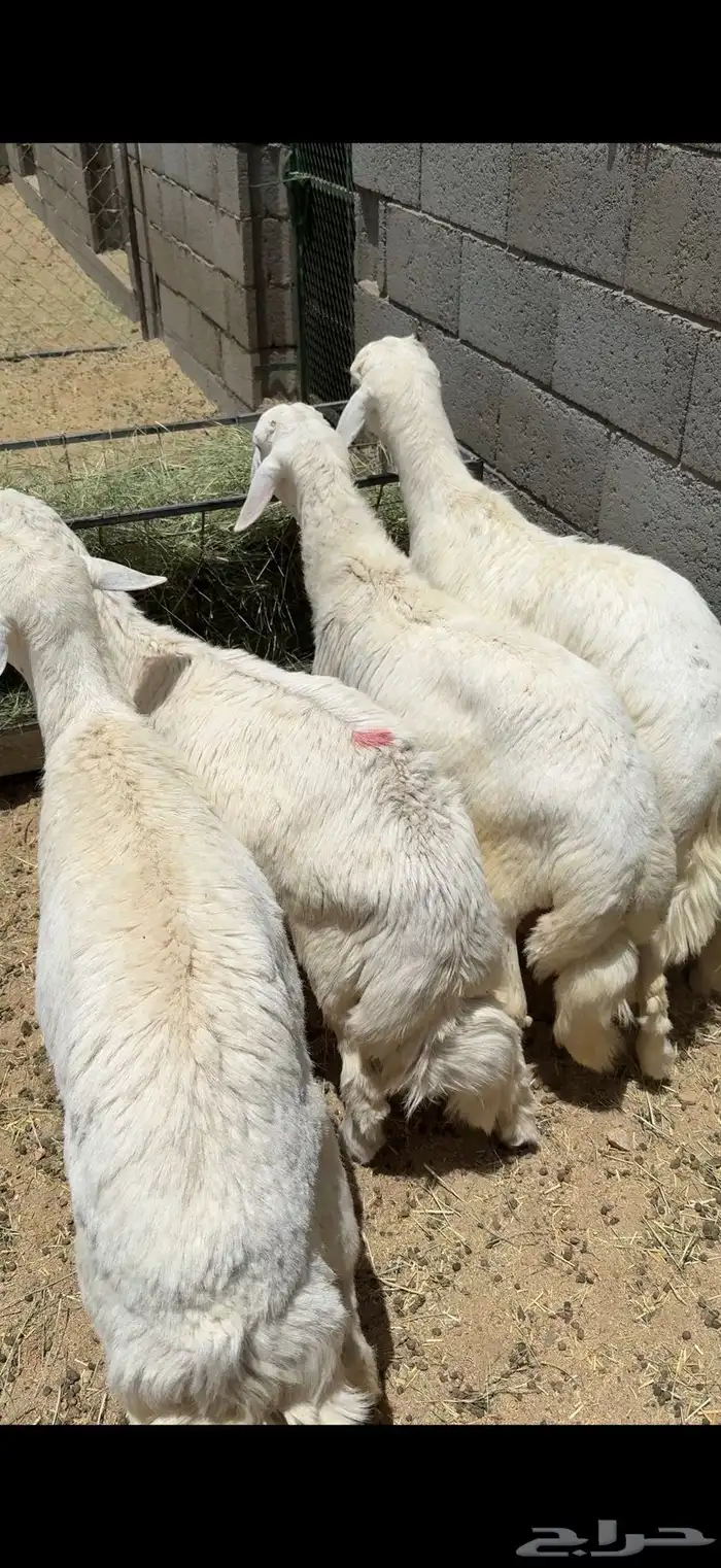 4 خرفان كفو اعياد شي نظيف ومشروط(تم البيع ) 1