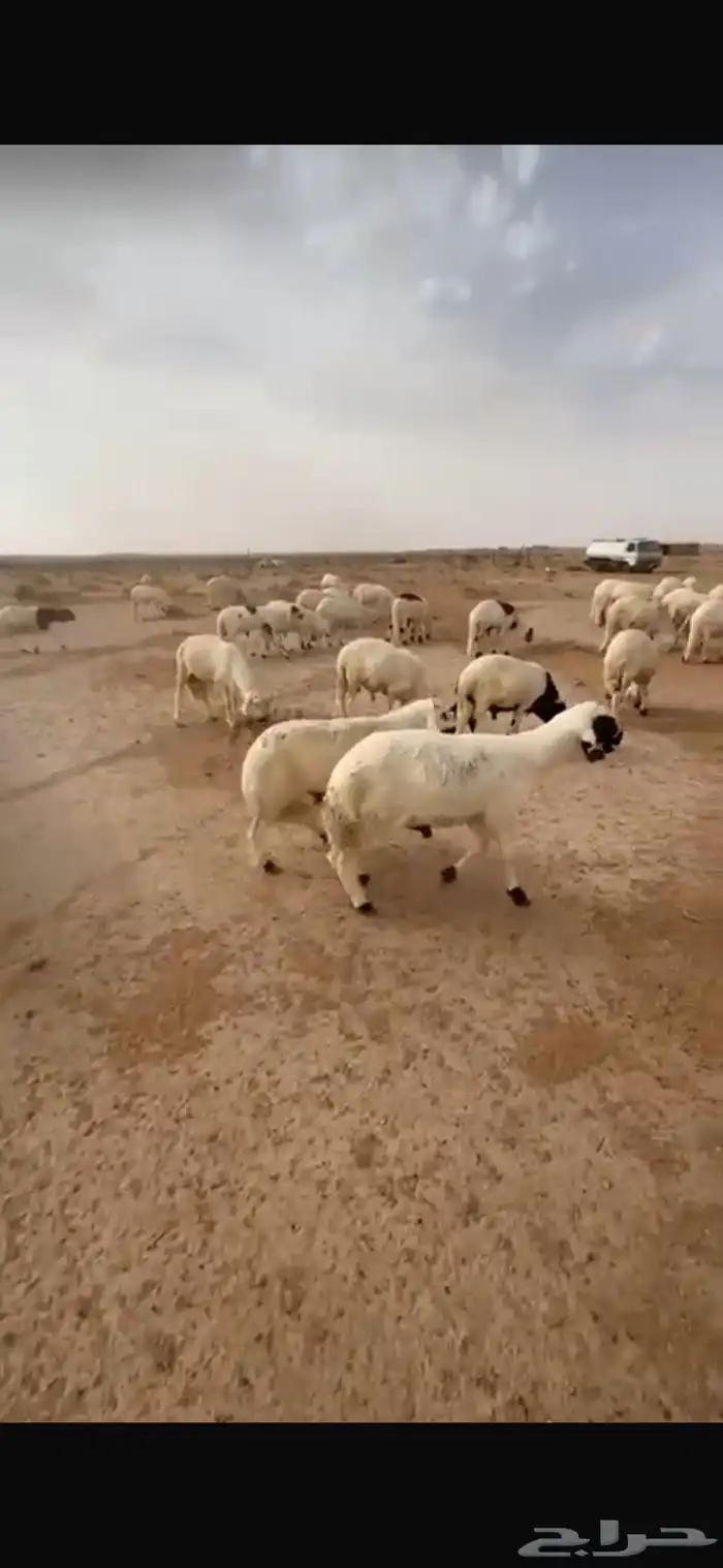 بهم سواكل تربيه شغير وتبن 4