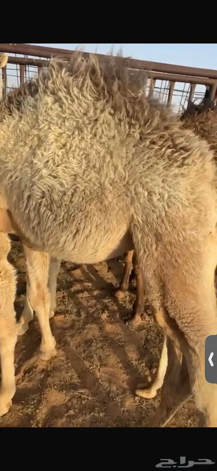 للبيع حاشي عمره خمس اشهر تحت امه لباني فل الفل شحم 5