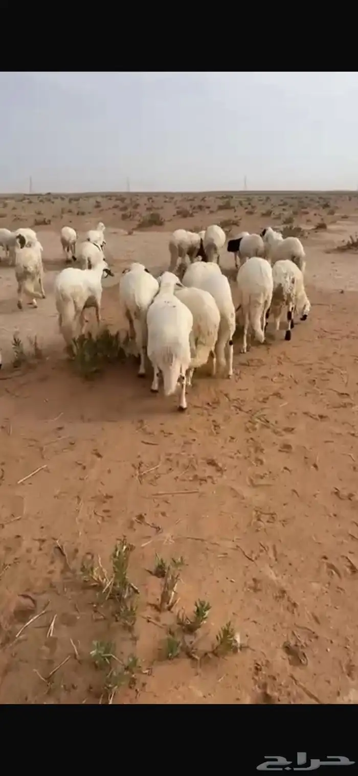 بهم سواكل تربيه شغير وتبن 0
