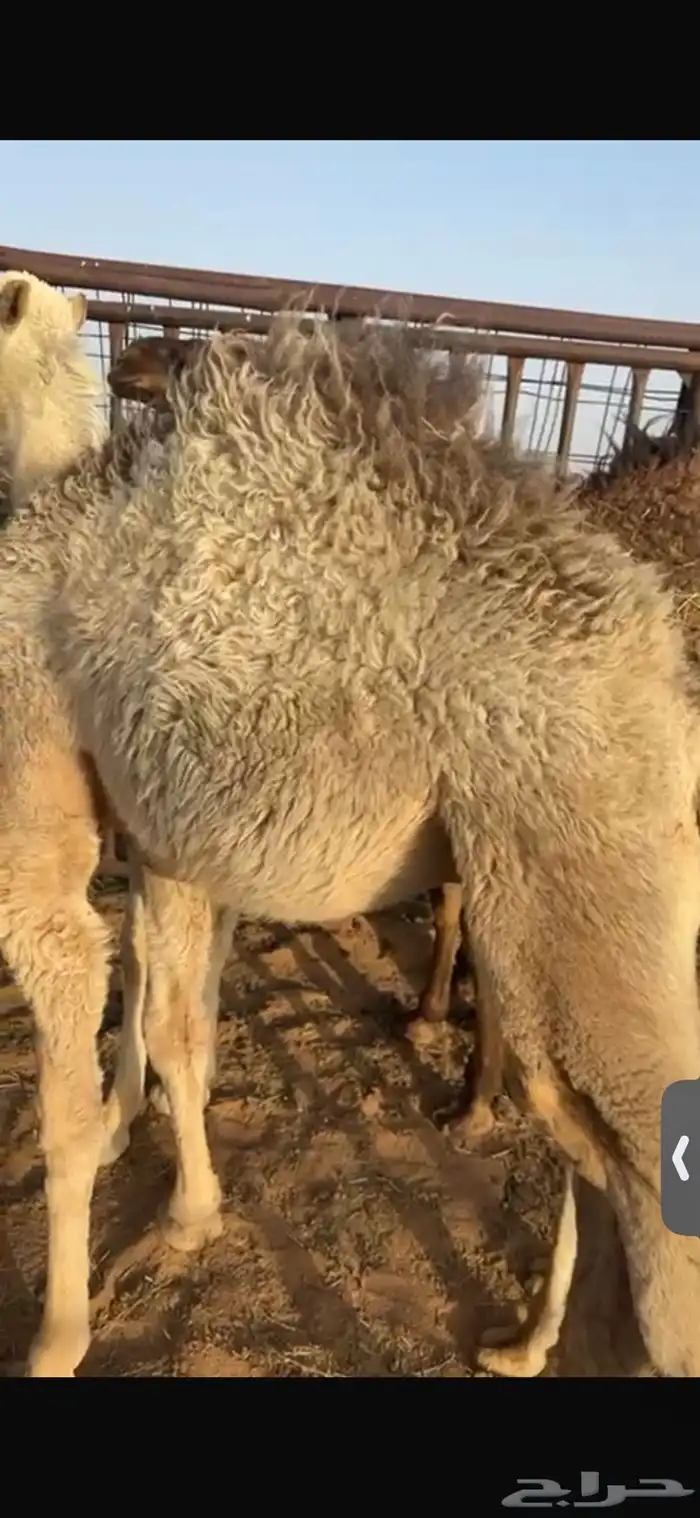 للبيع حاشي عمره خمس اشهر تحت امه لباني فل الفل شحم 4