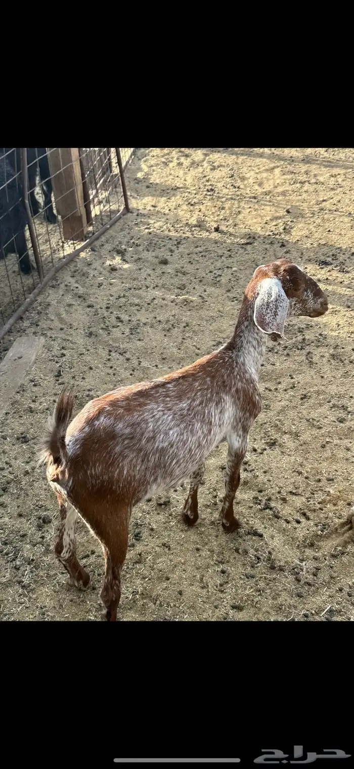 جفره جنوبيه ذبيحه سمين تم البيع 2