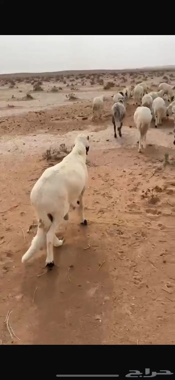 بهم سواكل تربيه شغير وتبن 2