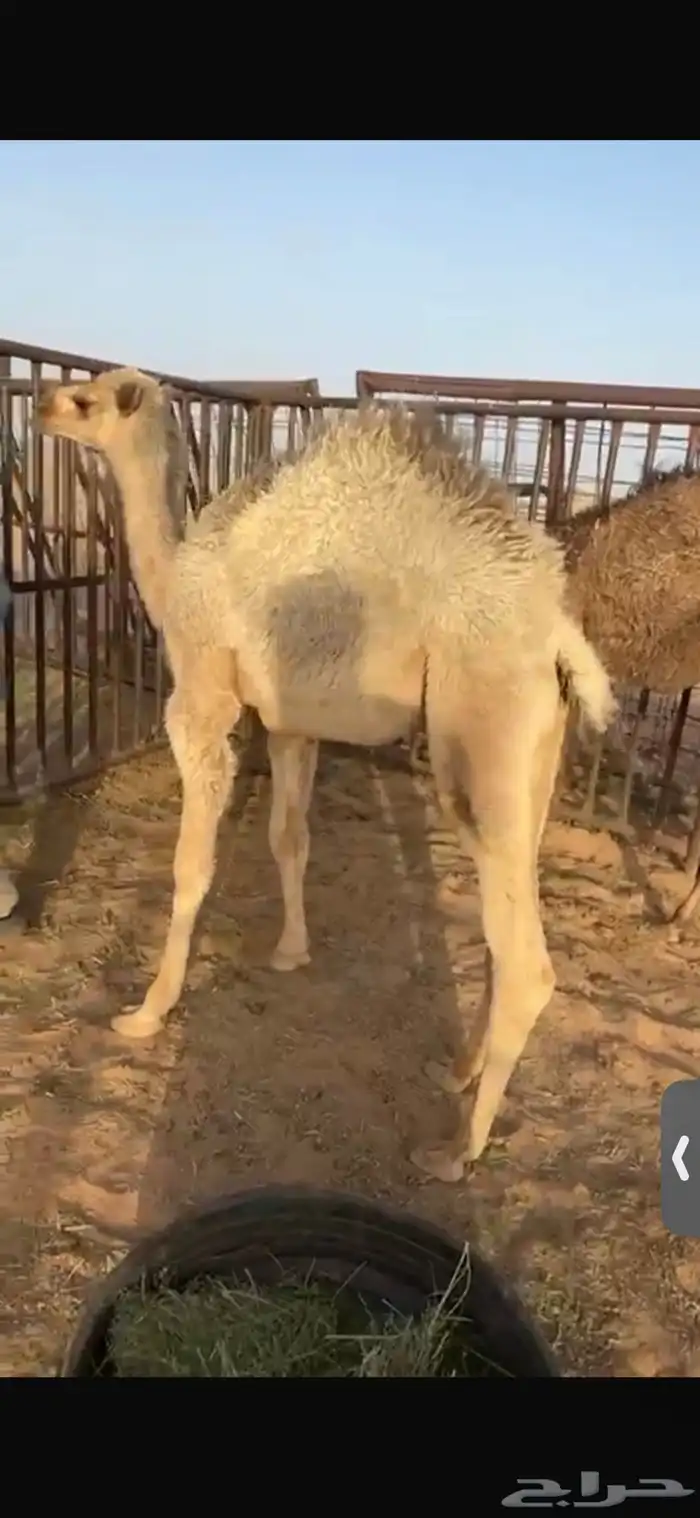 للبيع حاشي عمره خمس اشهر تحت امه لباني فل الفل شحم 2
