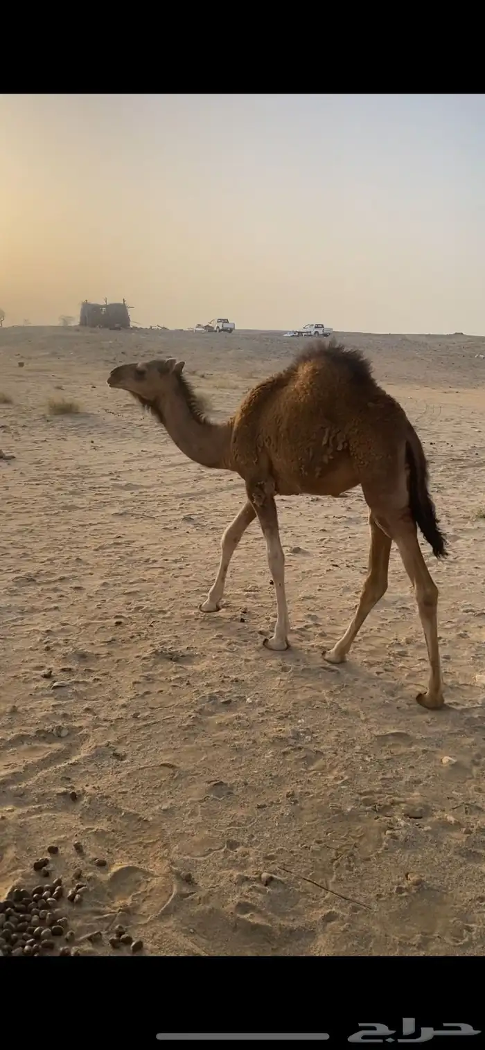 بكره طيبه السن 4شهور 1