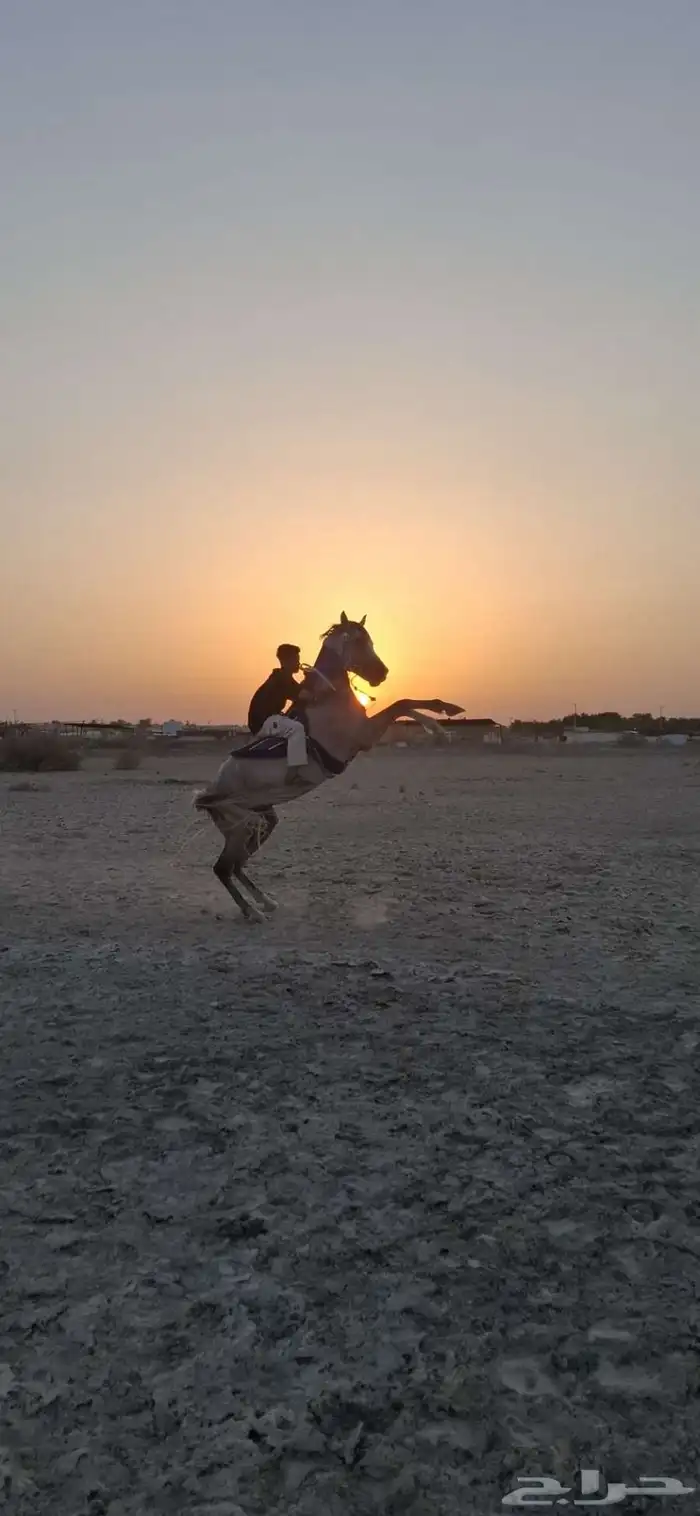 حصان شعبي شيخ 1
