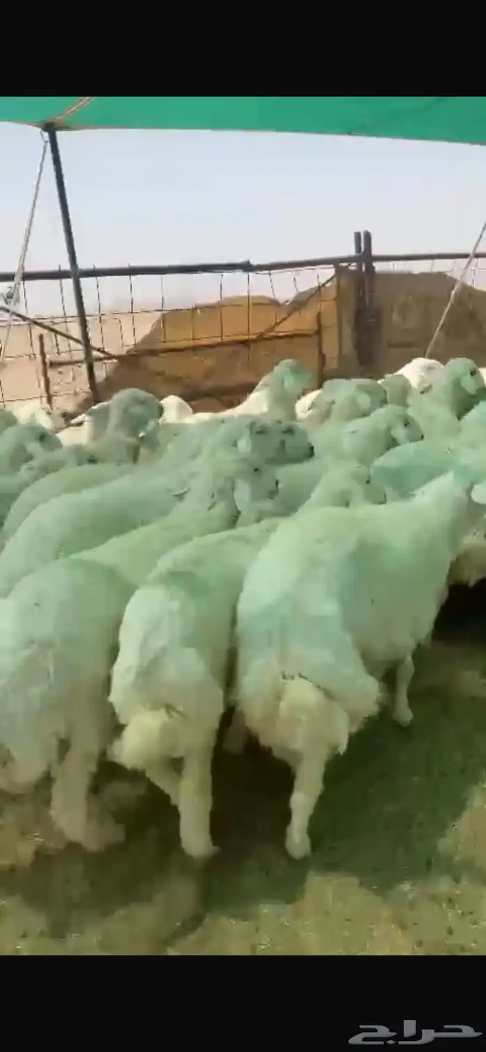 بهم للبيع العدد55ورخال9 اللي مايضحي 8 الموقع شمال عفيف 3