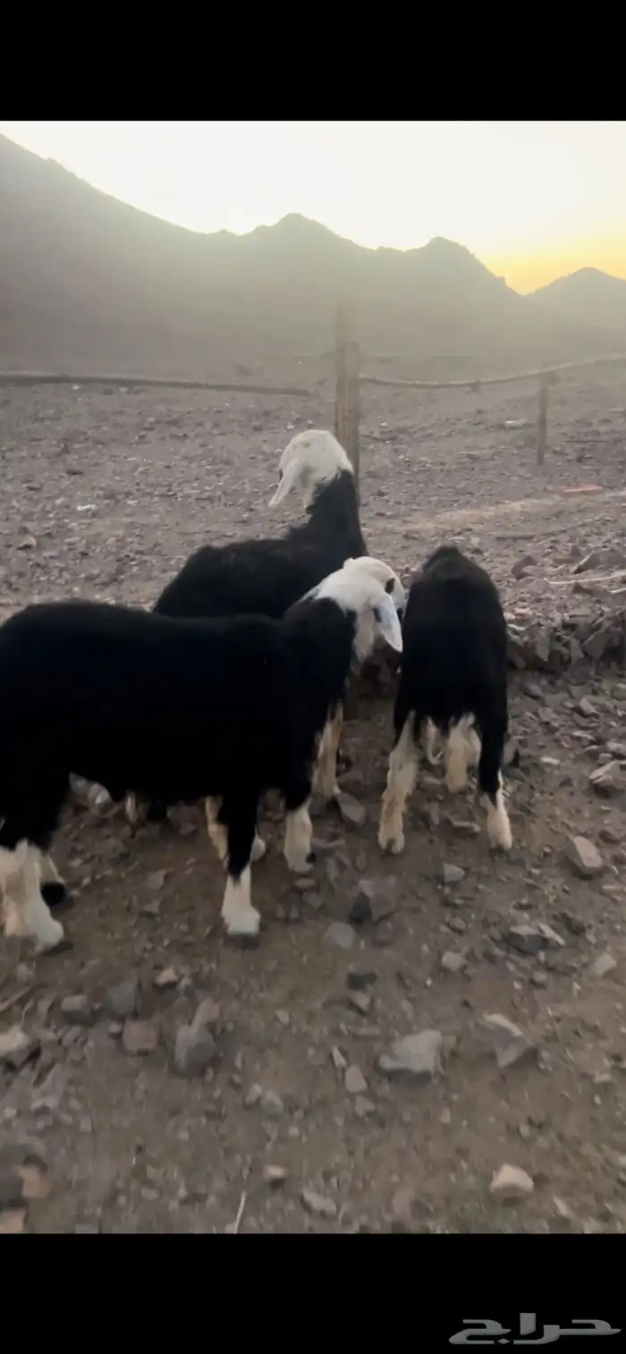 طليان نجد ضحايا 2