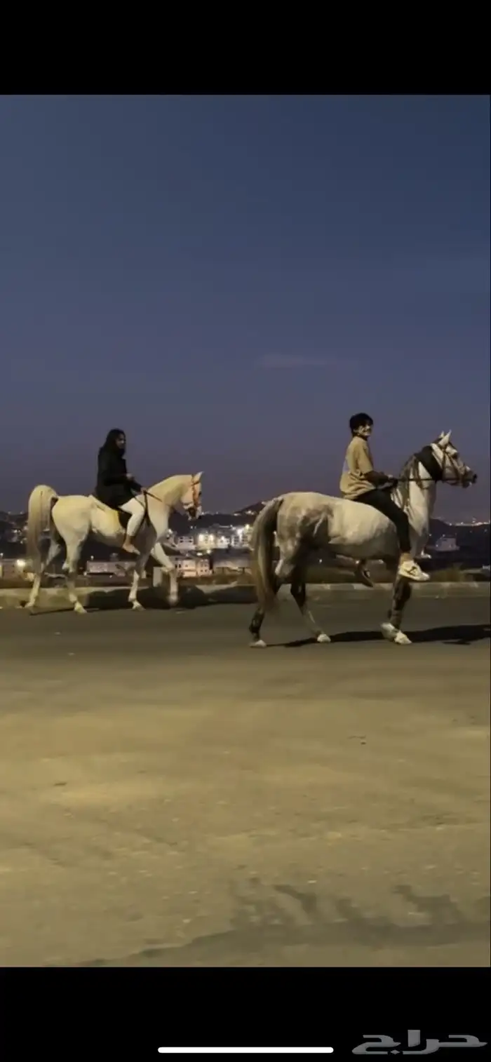 خيل عربي شعبي 2