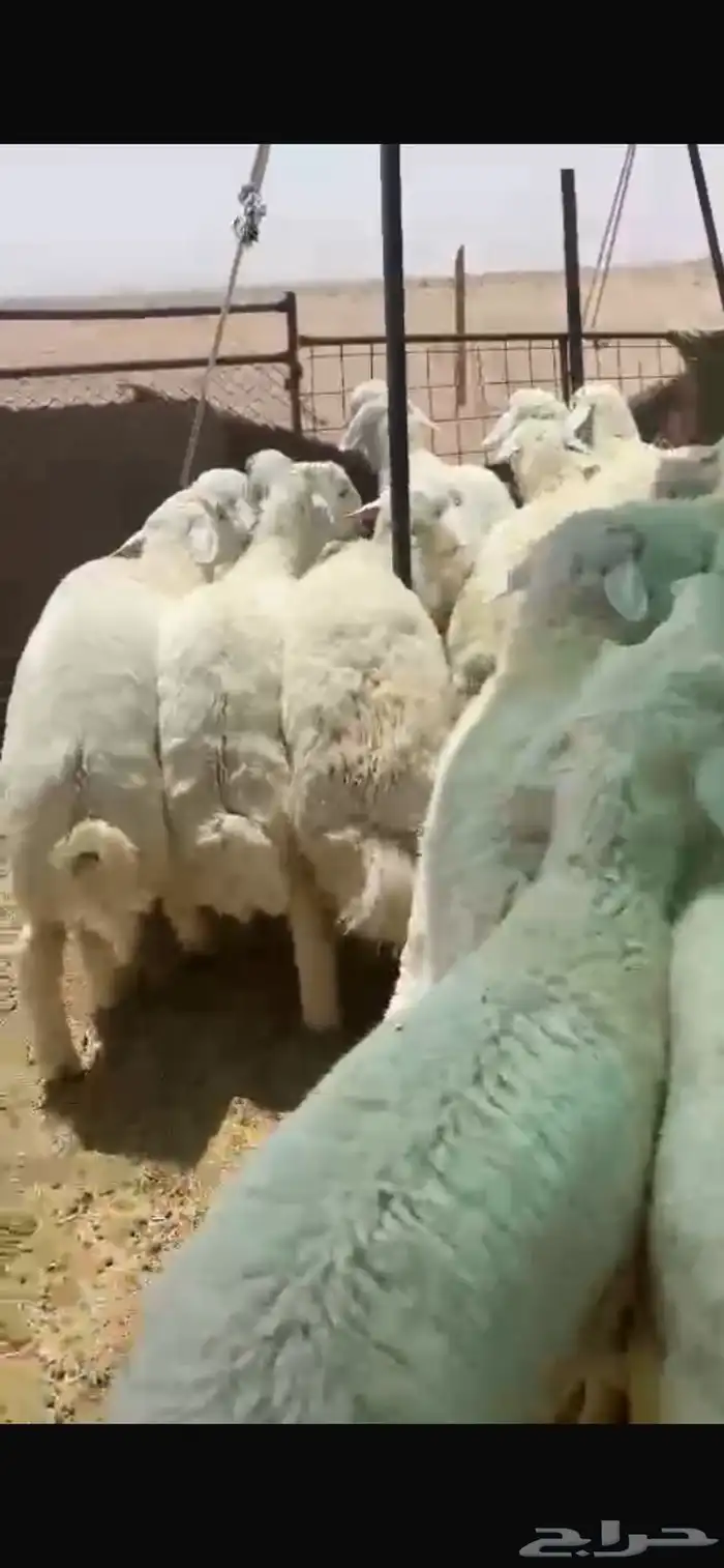 بهم للبيع العدد55ورخال9 اللي مايضحي 8 الموقع شمال عفيف 1