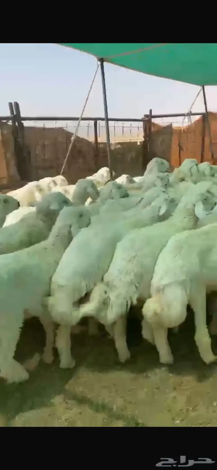 بهم للبيع العدد55ورخال9 اللي مايضحي 8 الموقع شمال عفيف 4