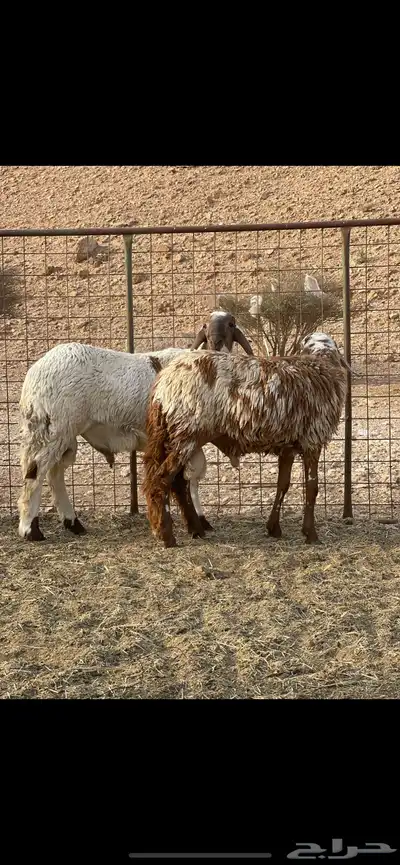خرفان سواكن اضاحي 0