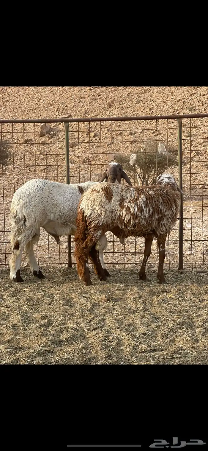 خرفان سواكن اضاحي 0