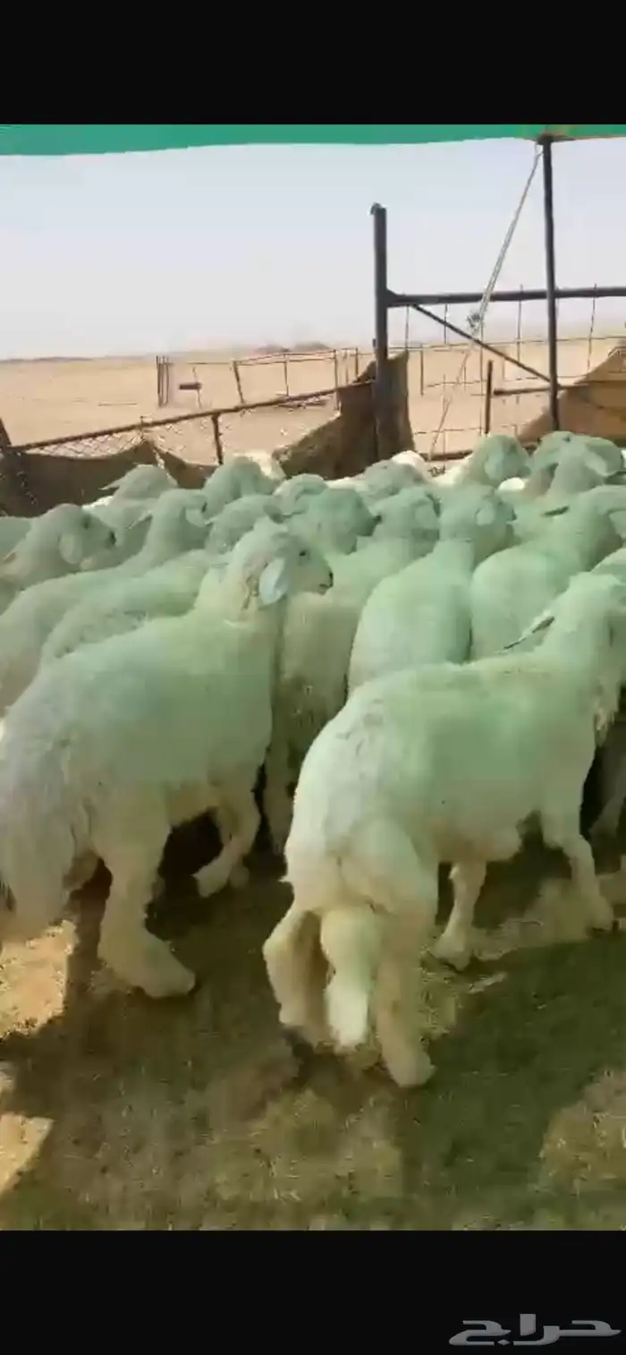 بهم للبيع العدد55ورخال9 اللي مايضحي 8 الموقع شمال عفيف 2