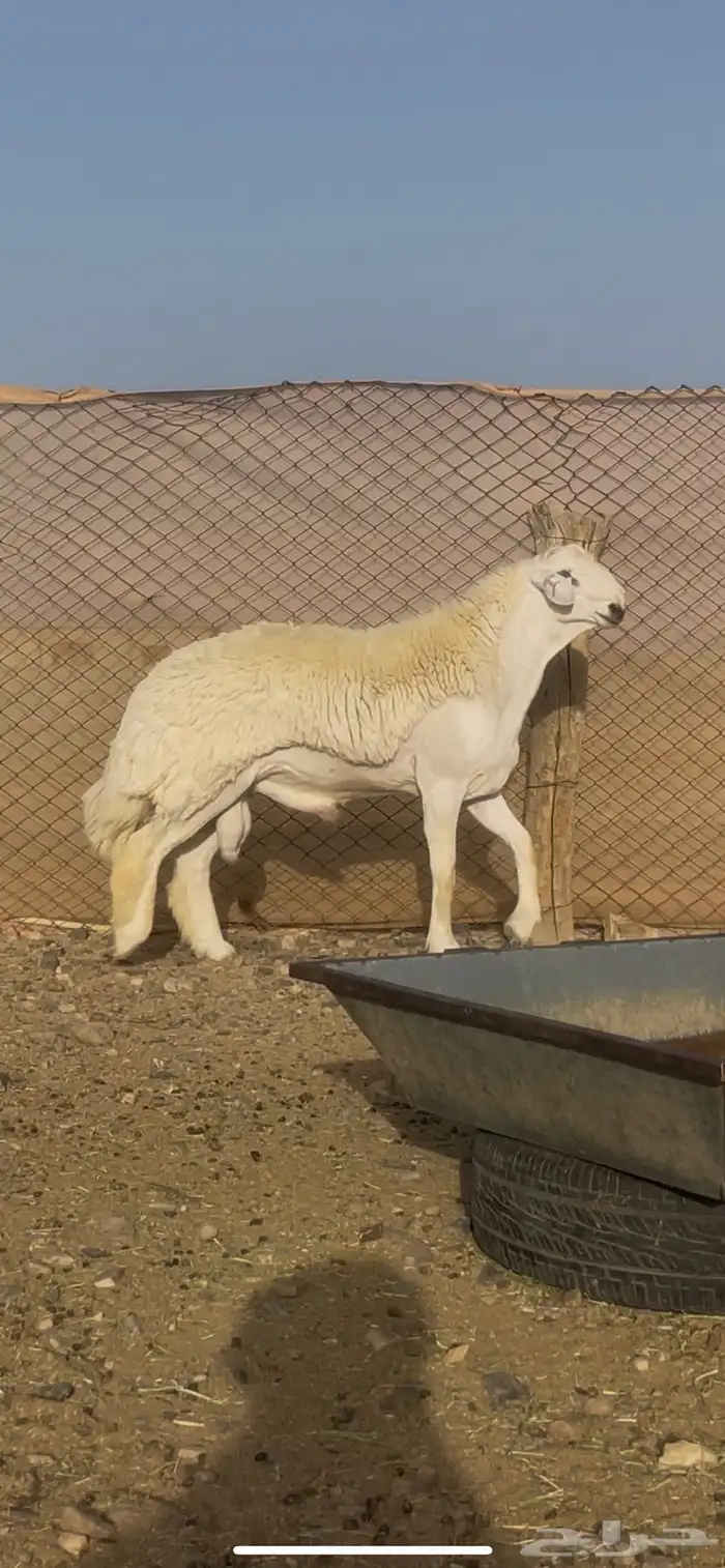 مشروع فحل صنف الصنف ( تم البيع ) 1