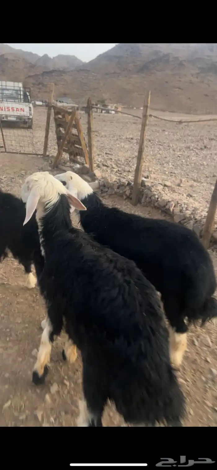 طليان نجد ضحايا 4