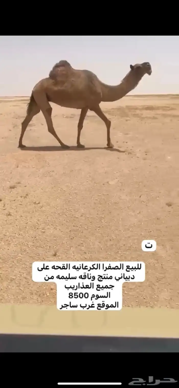 الابل 2