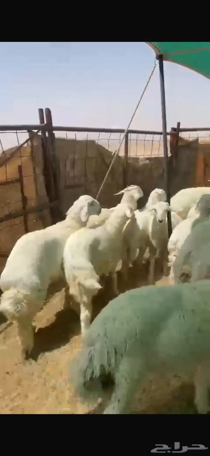 بهم للبيع العدد55ورخال9 اللي مايضحي 8 الموقع شمال عفيف 5