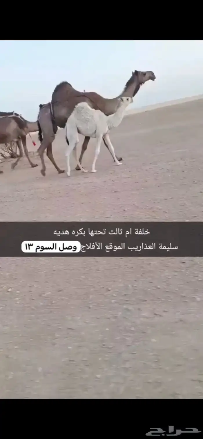 الابل 1