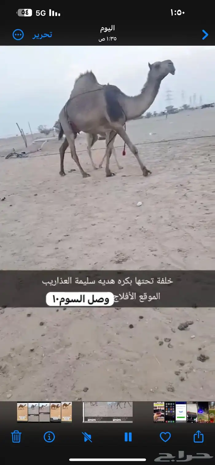 الابل 4