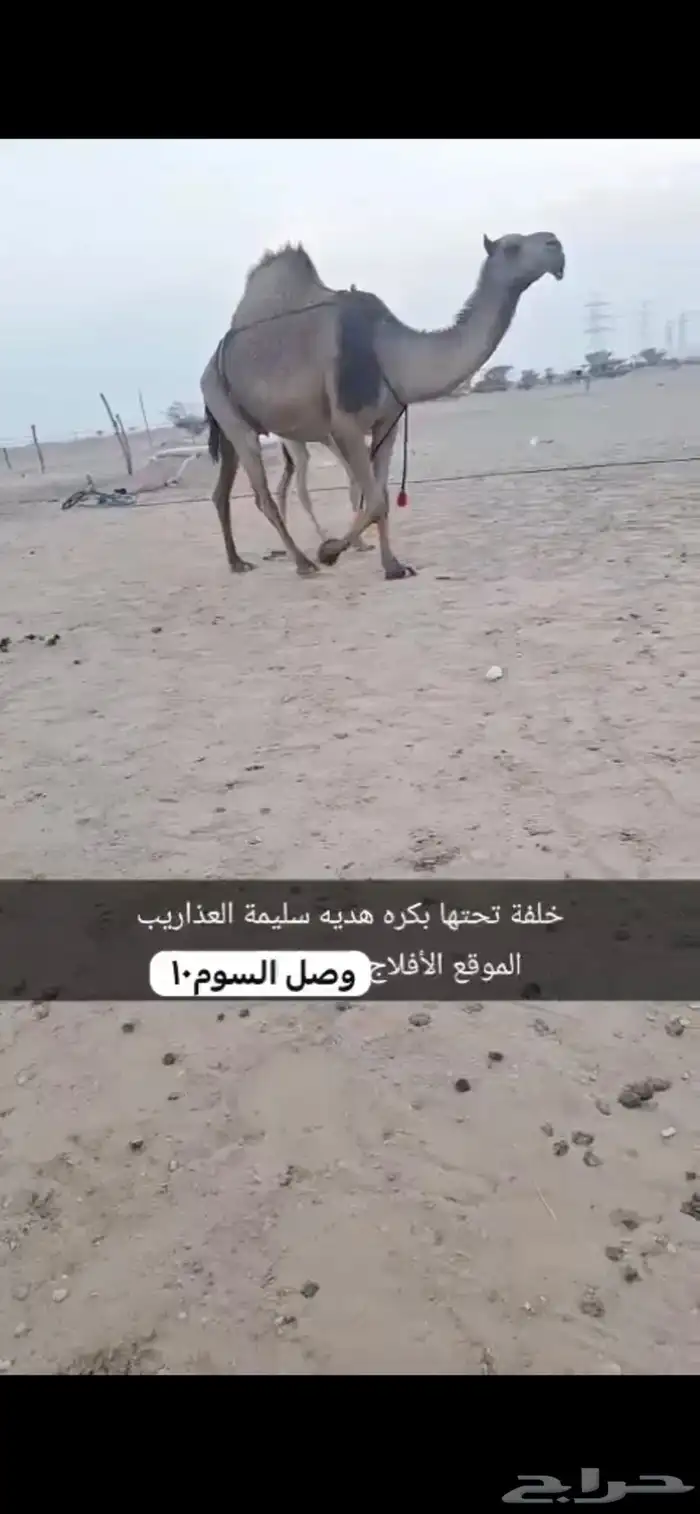 الابل 3