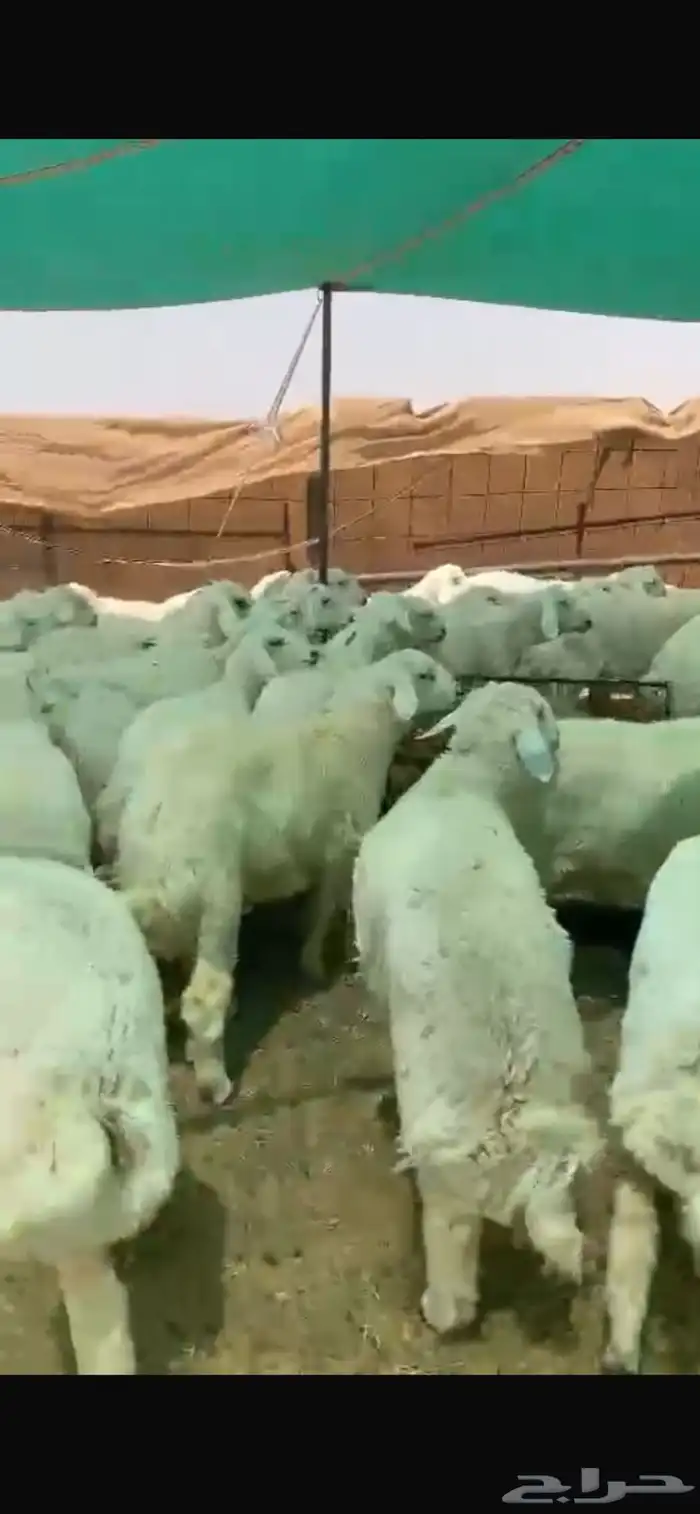 بهم للبيع العدد55ورخال9 اللي مايضحي 8 الموقع شمال عفيف 7