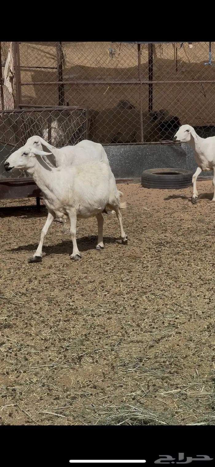 ضان حرش دفيع 2