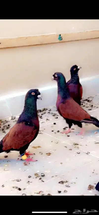 حمام شامي قرنفلي بو فلة نوع نادر 0