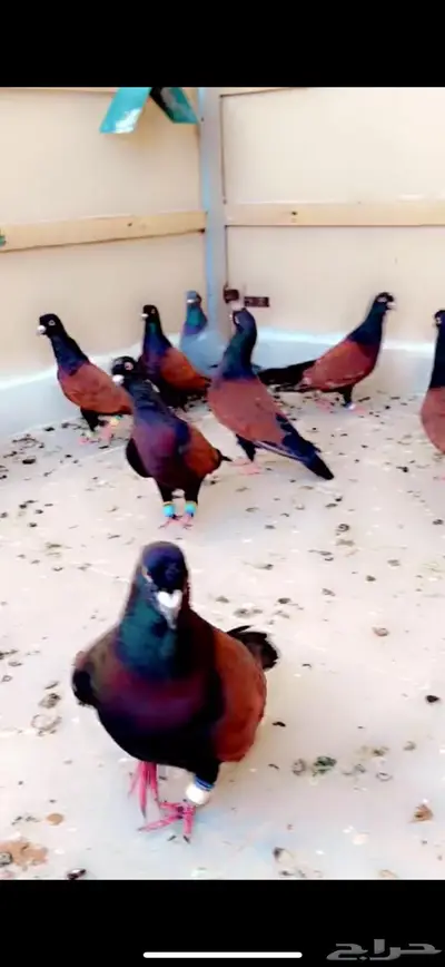 حمام شامي قرنفلي بو فلة نوع نادر 1