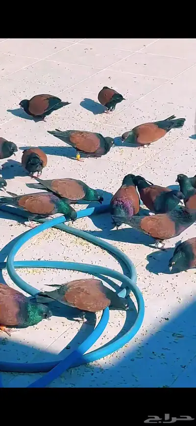 حمام شامي قرنفلي بو فلة نوع نادر 4