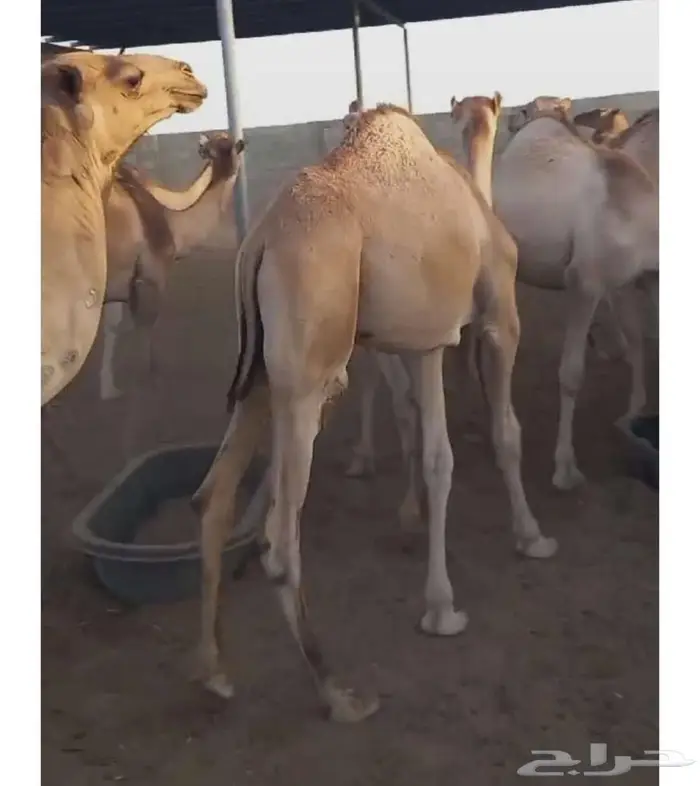 ما شاء الله قعدان مرابي 6شهور كفو شرط لحم ونظيفه 0