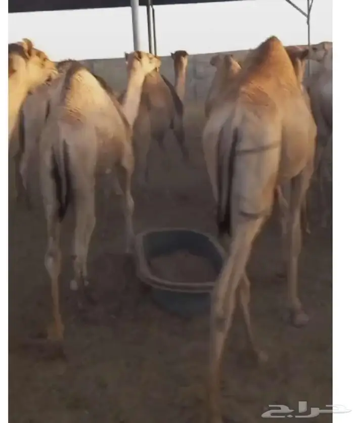 ما شاء الله قعدان مرابي 6شهور كفو شرط لحم ونظيفه 3