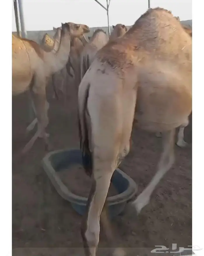 ما شاء الله قعدان مرابي 6شهور كفو شرط لحم ونظيفه 1