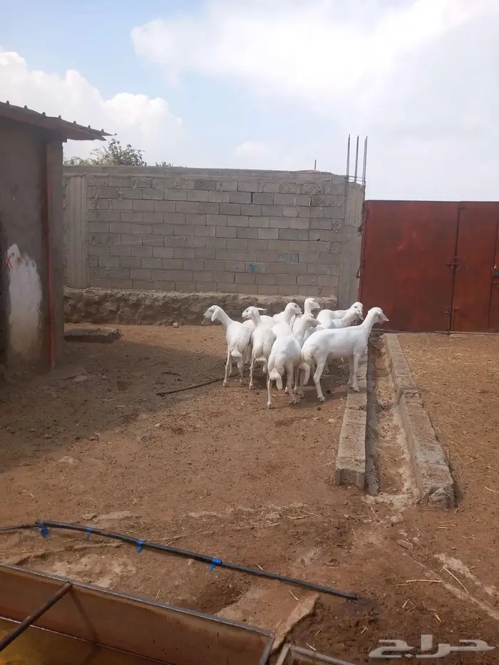 10 رخال من غنم شهران صنف ...انباعت 2