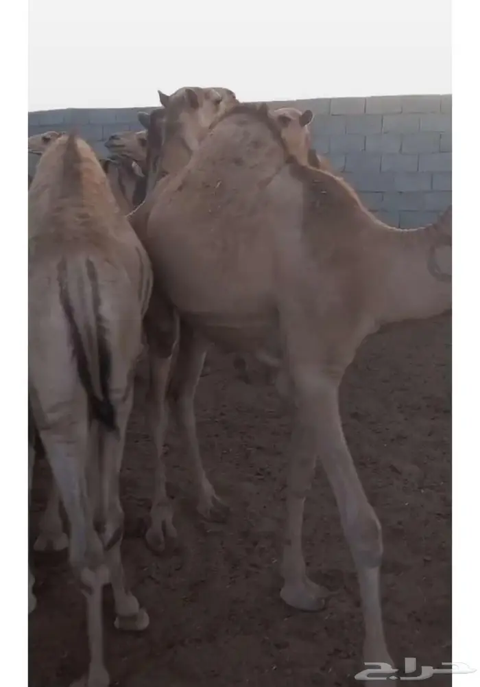 ما شاء الله قعدان مرابي 6شهور كفو شرط لحم ونظيفه 2